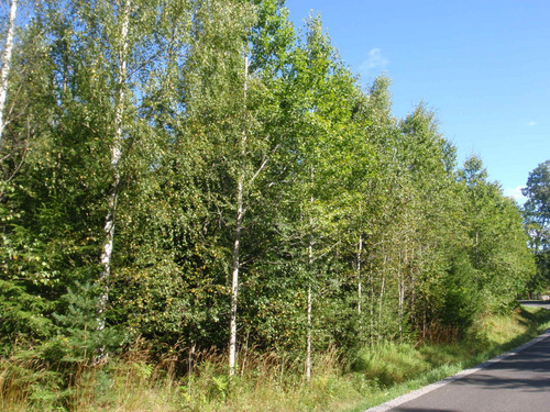 Birch Trees.